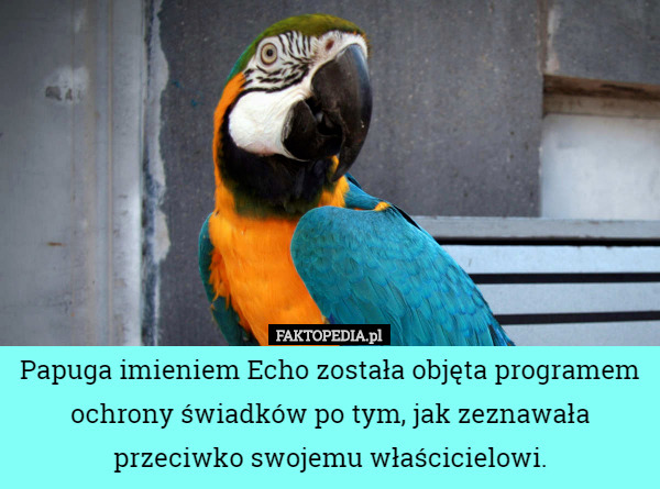 Papuga imieniem Echo została objęta programem ochrony świadków po tym, jak...