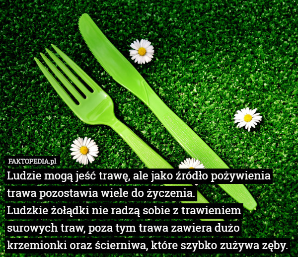 Ludzie mogą jeść trawę, ale jako źródło pożywienia, trawa pozostawia wiele...