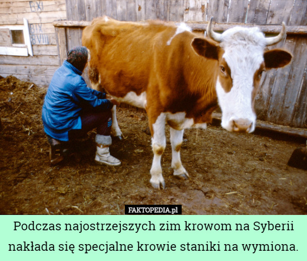 Podczas najostrzejszych zim krowom na Syberii nakłada się specjalne krowie...
