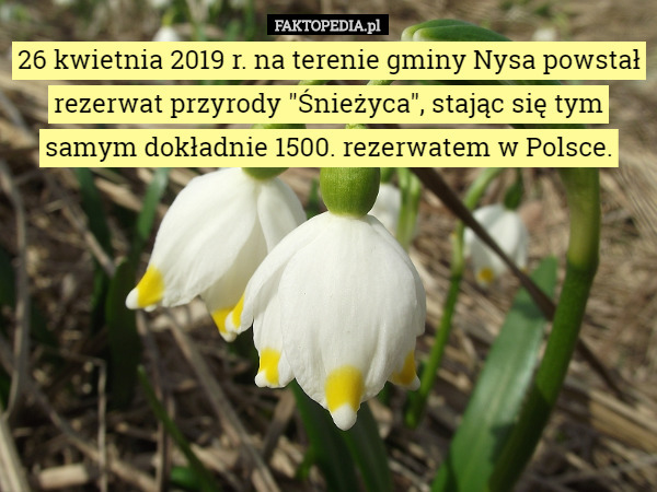 26 kwietnia 2019 r. na terenie gminy Nysa powstał rezerwat przyrody "Śnieżyca"...