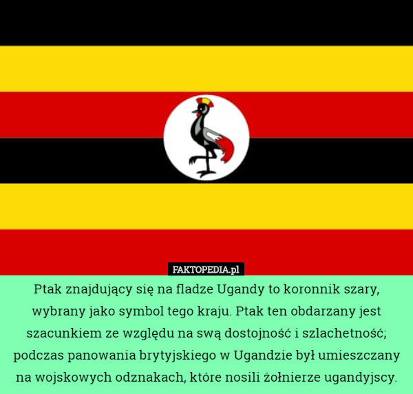 Ptak znajdujący się na fladze Ugandy to koronnik szary, wybrany jako symbol...