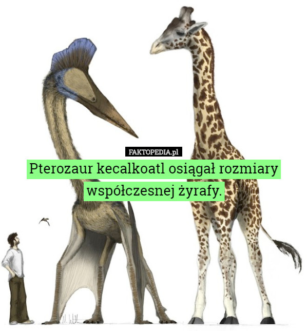 Pterozaur kecalkoatl osiągał rozmiary współczesnej...