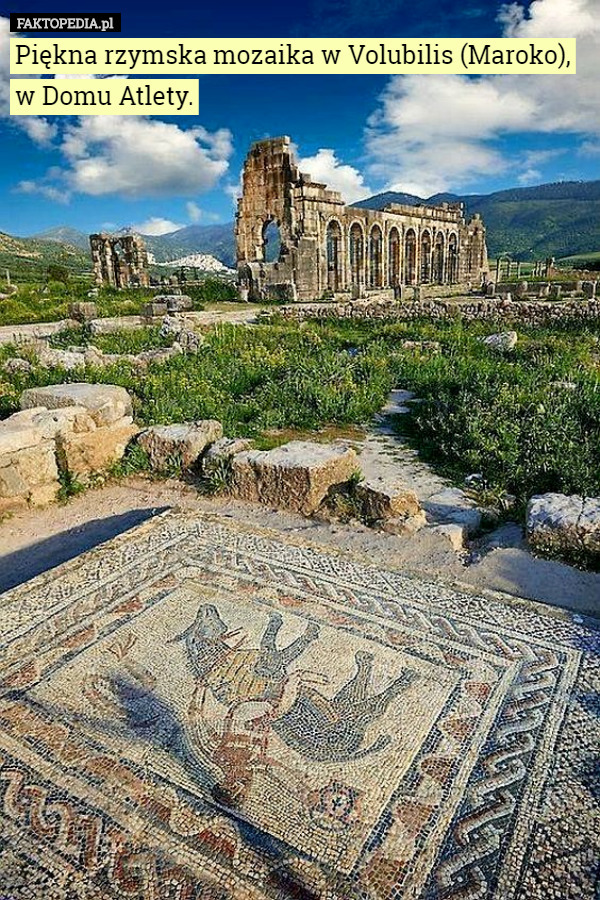 Piękna rzymska mozaika w Volubilis (Maroko), w Domu Atlety.