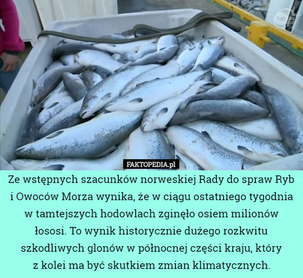 Ze wstępnych szacunków norweskiej Rady do spraw Ryb i Owoców Morza wynika...