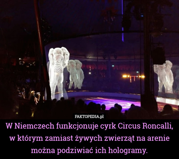 W Niemczech funkcjonuje cyrk Circus Roncalli, w którym zamiast żywych zwierząt...
