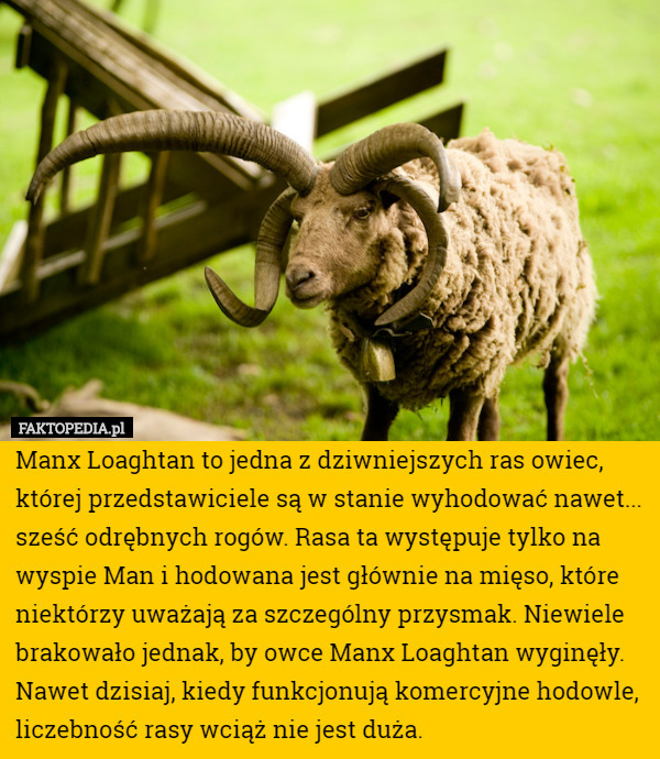 Manx Loaghtan to jedna z dziwniejszych ras owiec, której przedstawiciele...