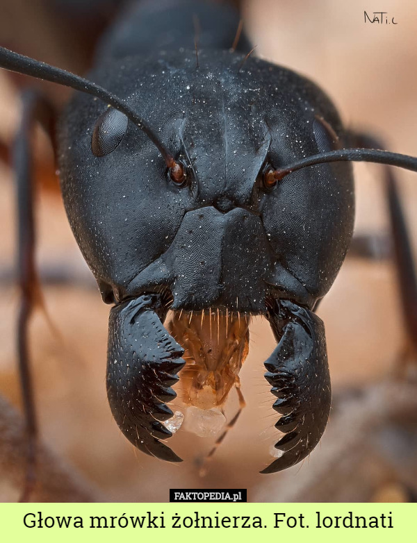 Głowa mrówki żołnierza. Fot. lordnati