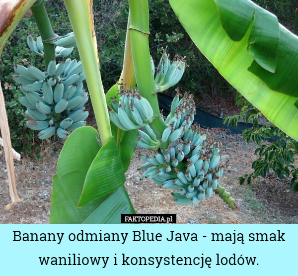 Banany odmiany Blue Java - mają smak waniliowy i konsystencję lodów.