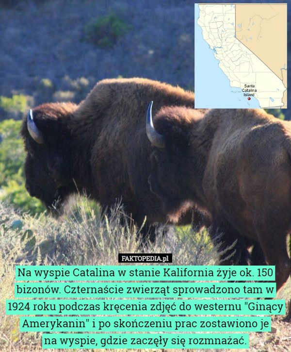 Na wyspie Catalina w stanie Kalifornia żyje ok. 150 bizonów. Czternaście...