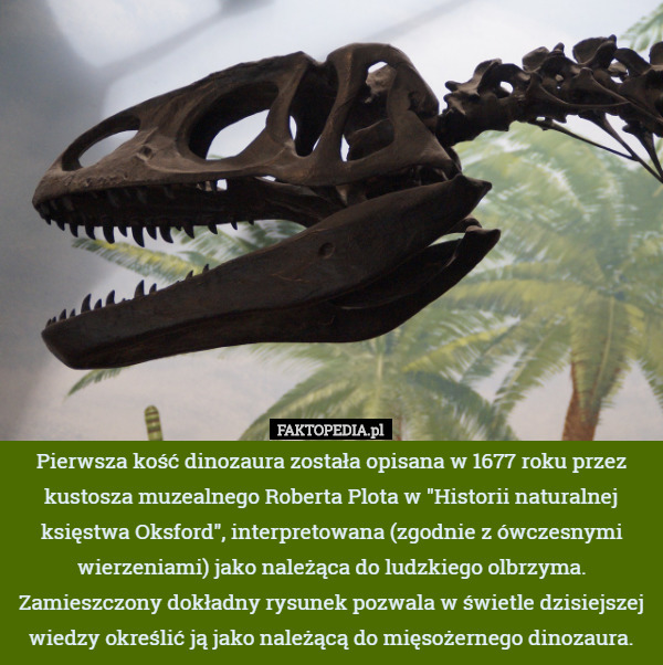 Pierwsza kość dinozaura została opisana przez kustosza muzealnego Roberta...