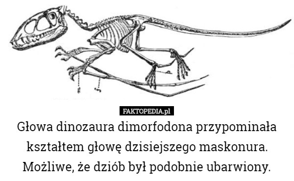 Głowa dinozaura dimorfodona przypominała kształtem głowę dzisiejszego...