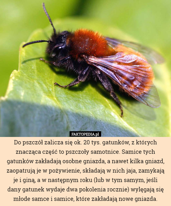 Do pszczół zalicza się ok. 20 tys. gatunków, z których znacząca część to...