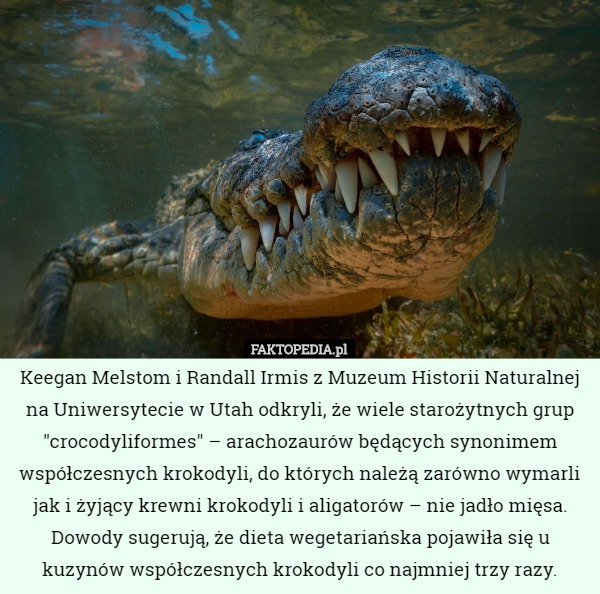 Keegan Melstom i Randall Irmis z Muzeum Historii Naturalnej na Uniwersytecie...