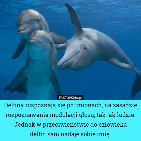 Delfiny rozpoznają się po imionach, na zasadzie rozpoznawania modulacji...