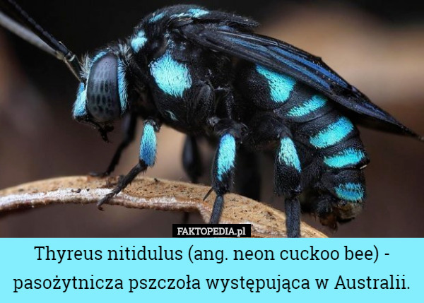 Thyreus nitidulus (ang. neon cuckoo bee) - pasożytnicza pszczoła występująca...