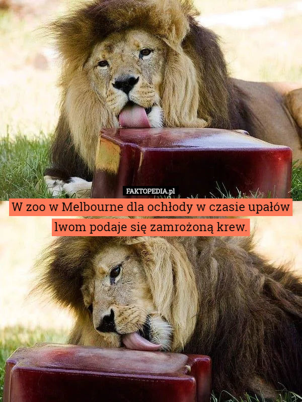W zoo w Melbourne dla ochłody w czasie upałów lwom podaje się zamrożoną...