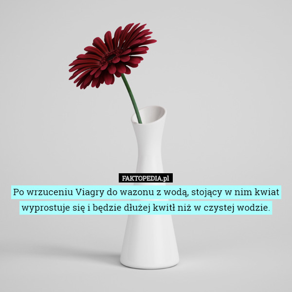 Po wrzuceniu Viagry do wazonu z wodą, stojący w nim kwiat wyprostuje się...