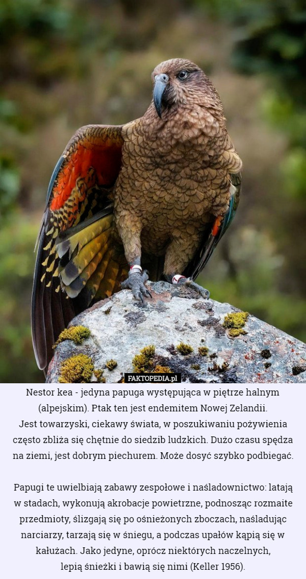 Nestor kea - jedyna papuga występująca w piętrze halnym (alpejskim). Ptak...