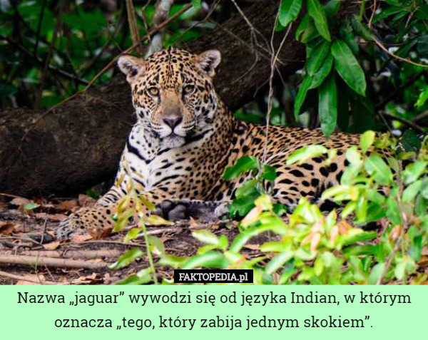 Nazwa „jaguar” wywodzi się od języka Indian, w którym oznacza „tego, który