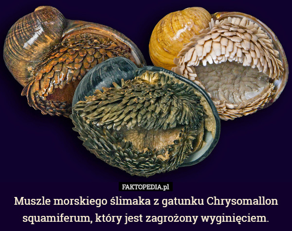 Muszle morskiego ślimaka z gatunku Chrysomallon squamiferum, który jest...