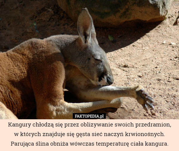 Kangury chłodzą się przez oblizywanie swoich przedramion, w których znajduje...