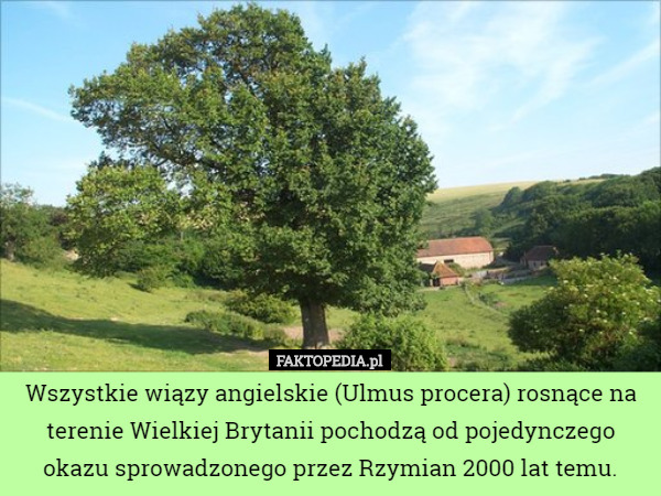 Wszystkie wiązy angielskie (Ulmus procera) rosnące na terenie Wielkiej...