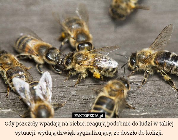 Gdy pszczoły wpadają na siebie, reagują podobnie do ludzi w takiej sytuacji: