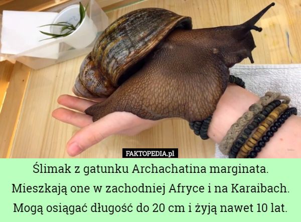 Ślimak z gatunku Archachatina marginata. Mieszkają one w zachodniej Afryce...