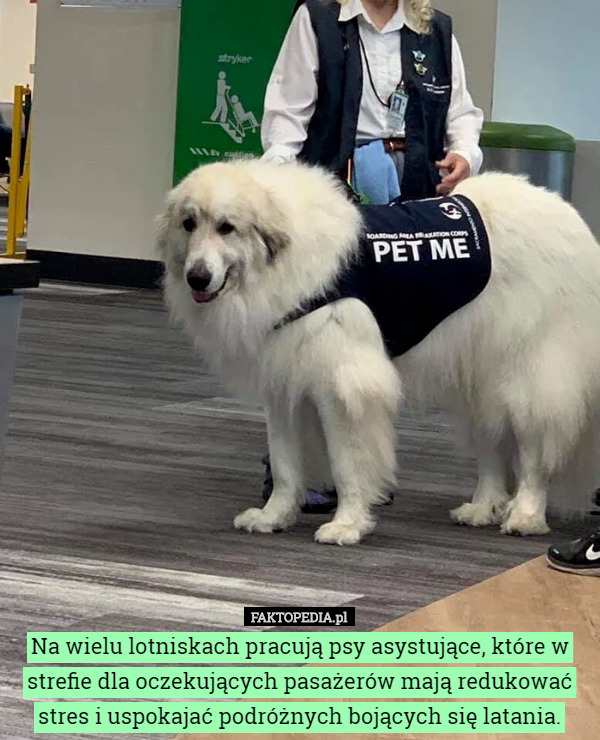 Na wielu lotniskach pracują psy asystujące, które w strefie dla oczekujących