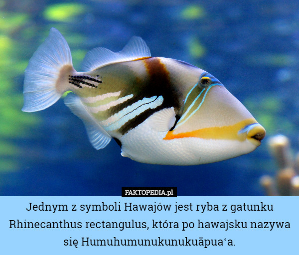 Jednym z symboli Hawajów jest ryba z gatunku Rhinecanthus rectangulus, która