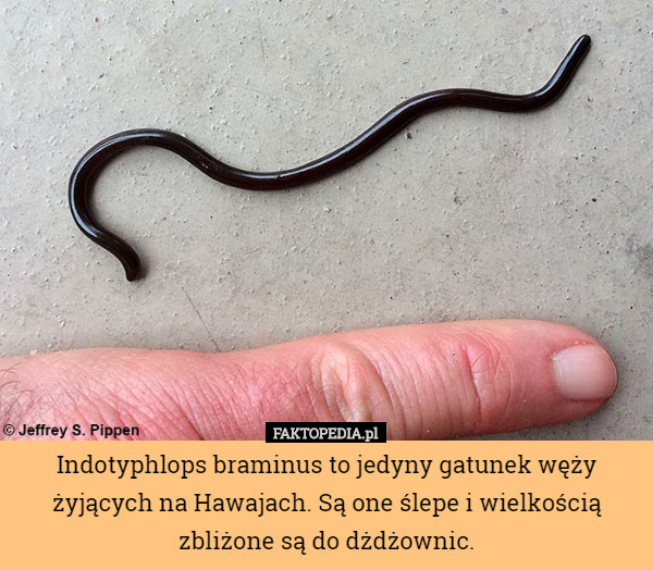 Indotyphlops braminus to jedyny gatunek węży żyjących na Hawajach. Są one