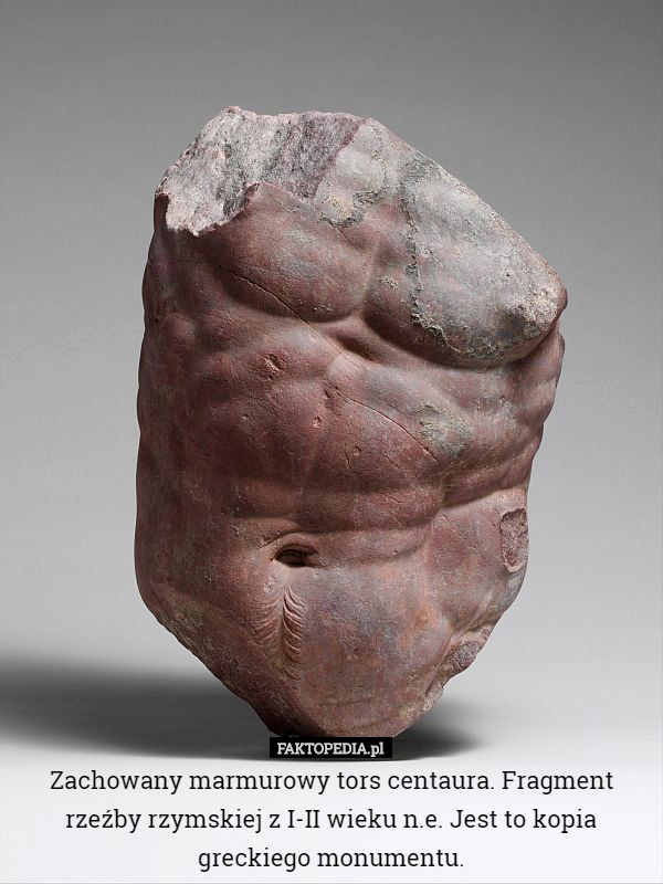 Zachowany marmurowy tors centaura. Fragment rzeźby rzymskiej z I-II wieku...