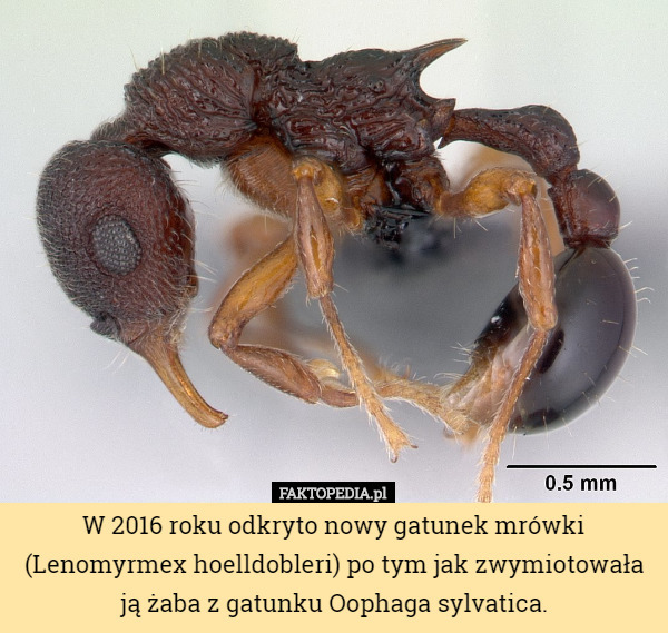 W 2016 roku odkryto nowy gatunek mrówki (Lenomyrmex hoelldobleri) po tym...