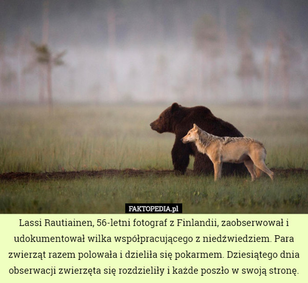 Lassi Rautiainen, 56-letni fotograf z Finlandii, zaobserwował i udokumentował...