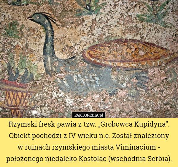 Rzymski fresk pawia z tzw. „Grobowca Kupidyna”. Obiekt pochodzi z IV wieku...