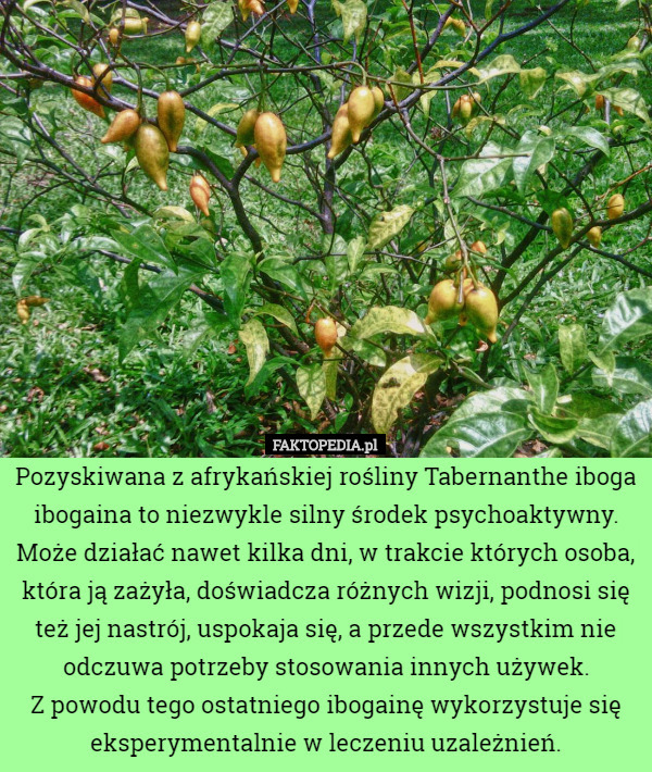 Pozyskiwana z afrykańskiej rośliny Tabernanthe iboga ibogaina to niezwykle..