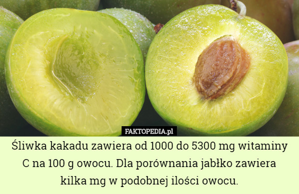Śliwka kakadu zawiera od 1000 do 5300 mg witaminy C na 100 g owocu. Dla...
