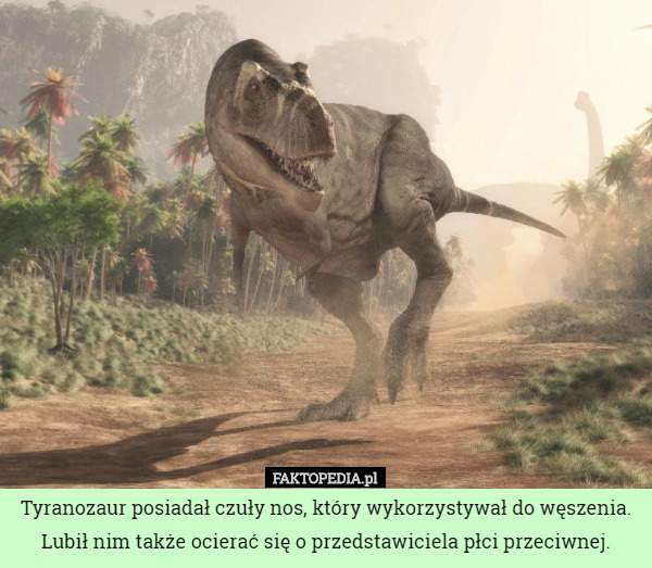 Tyranozaur posiadał czuły nos, który wykorzystywał do węszenia. Lubił nim