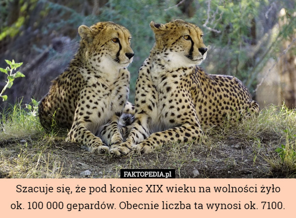 Szacuje się, że pod koniec XIX wieku na wolności żyło ok. 100 000 gepardów. Obecnie...