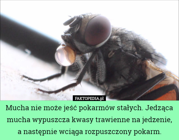 Mucha nie może jeść pokarmów stałych. Jedząca mucha wypuszcza kwasy trawienne...