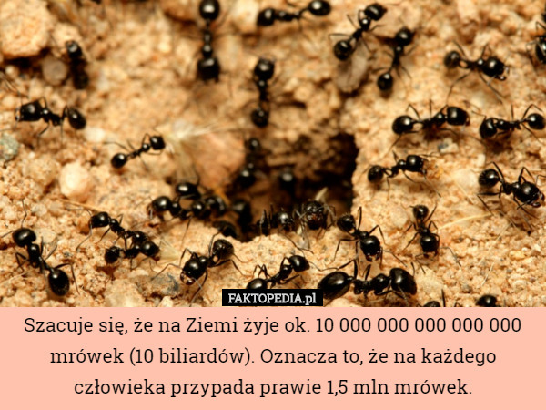 Szacuje się, że na Ziemi żyje ok. 10 000 000 000 000 000 mrówek (10 biliardów). Oznacza to...