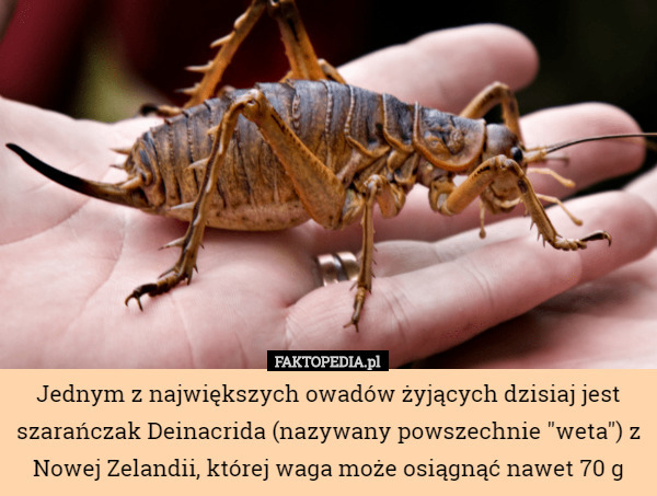 Jednym z największych owadów żyjących dzisiaj jest szarańczak Deinacrida