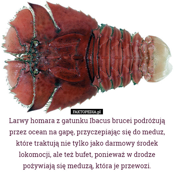 Larwy homara z gatunku Ibacus brucei podróżują przez ocean na gapę, przyczepiając