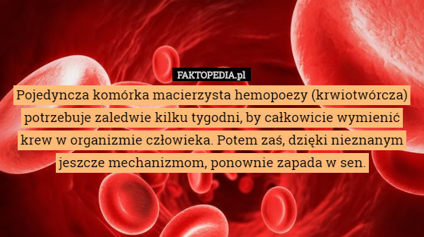 Pojedyncza komórka macierzysta hemopoezy (krwiotwórcza) potrzebuje zaledwie