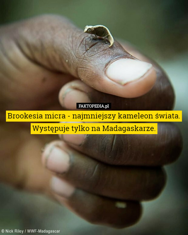 Brookesia micra - najmniejszy kameleon świata. Występuje tylko na...
