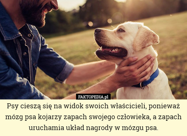 Psy cieszą się na widok swoich właścicieli, ponieważ mózg psa kojarzy zapach