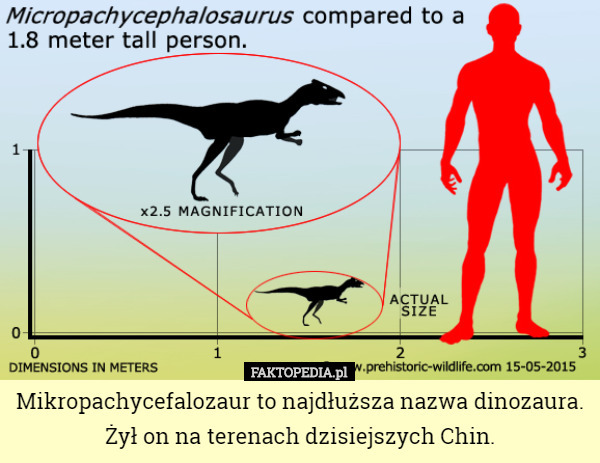 Mikropachycefalozaur to najdłuższa nazwa dinozaura.
Żył on na terenach dzisiejszych