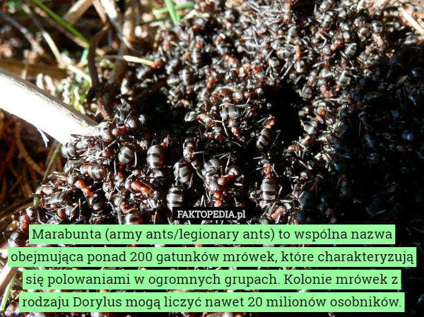 Marabunta (army ants/legionary ants) to wspólna nazwa obejmująca ponad 200...