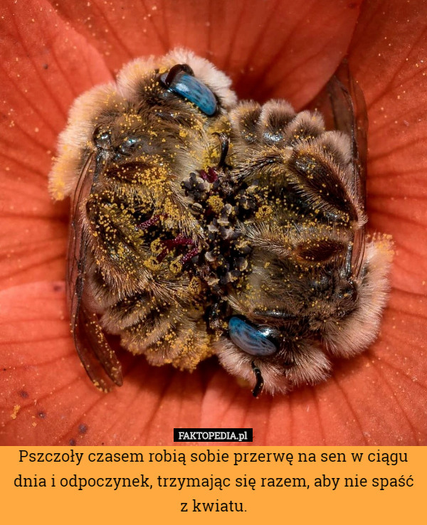 Pszczoły czasem robią sobie przerwę na sen w ciągu dnia i odpoczynek, trzymając