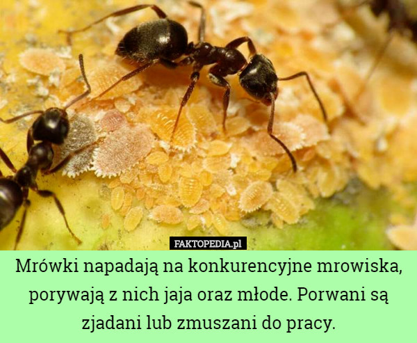 Mrówki napadają na konkurencyjne mrowiska, porywają z nich jaja oraz...